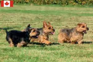 Read more about the article Hodowcy i szczenięta Norfolk terrier w Kanada