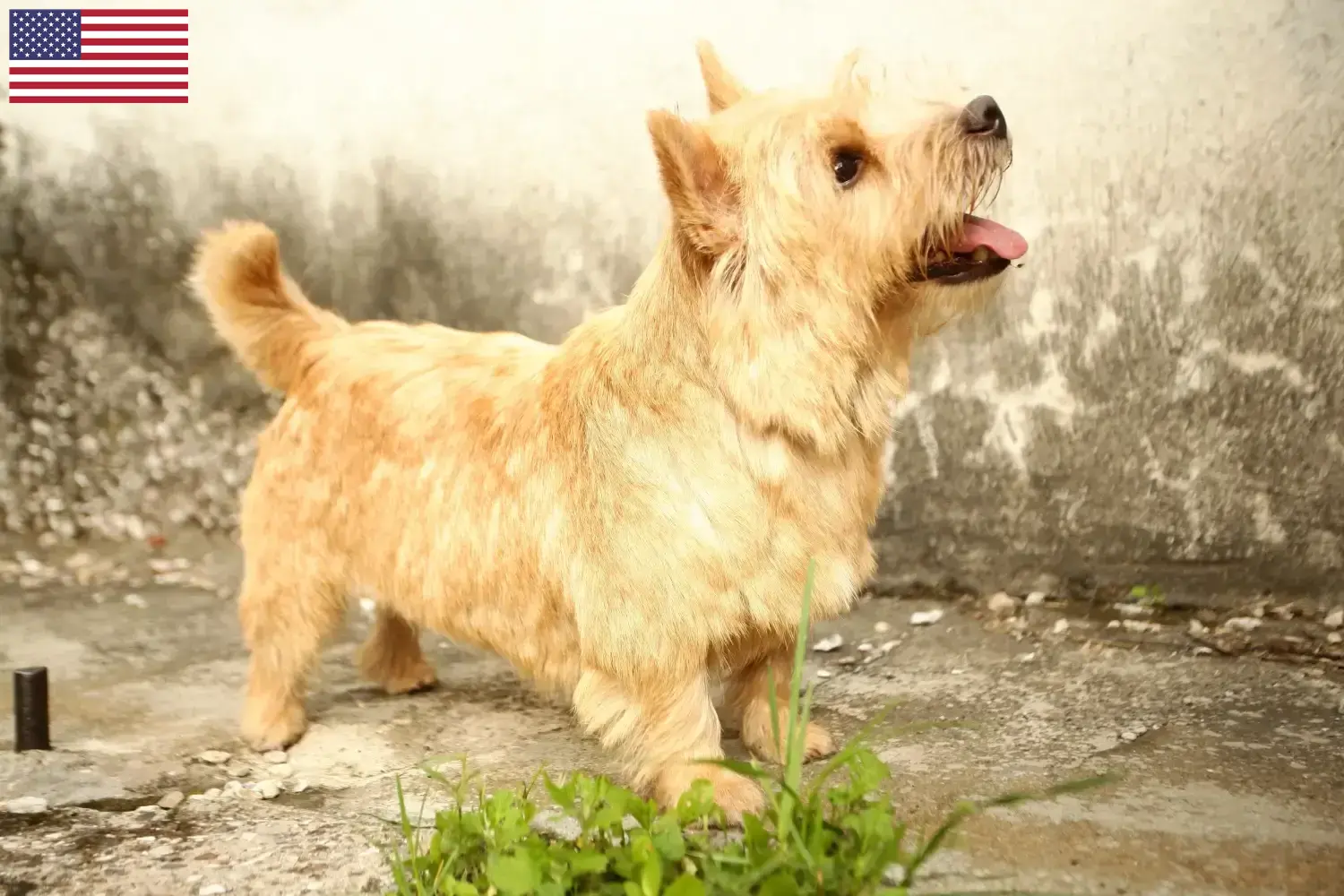Norwich terrier szczenięta i hodowcy USA Znajdź tutaj hodowców rasy Norwich terrier w USA.