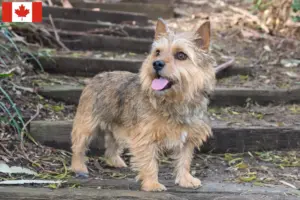 Read more about the article Hodowcy i szczenięta Norwich terrier w Kanada