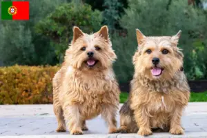 Read more about the article Hodowcy i szczenięta Norwich terrier w Portugalia