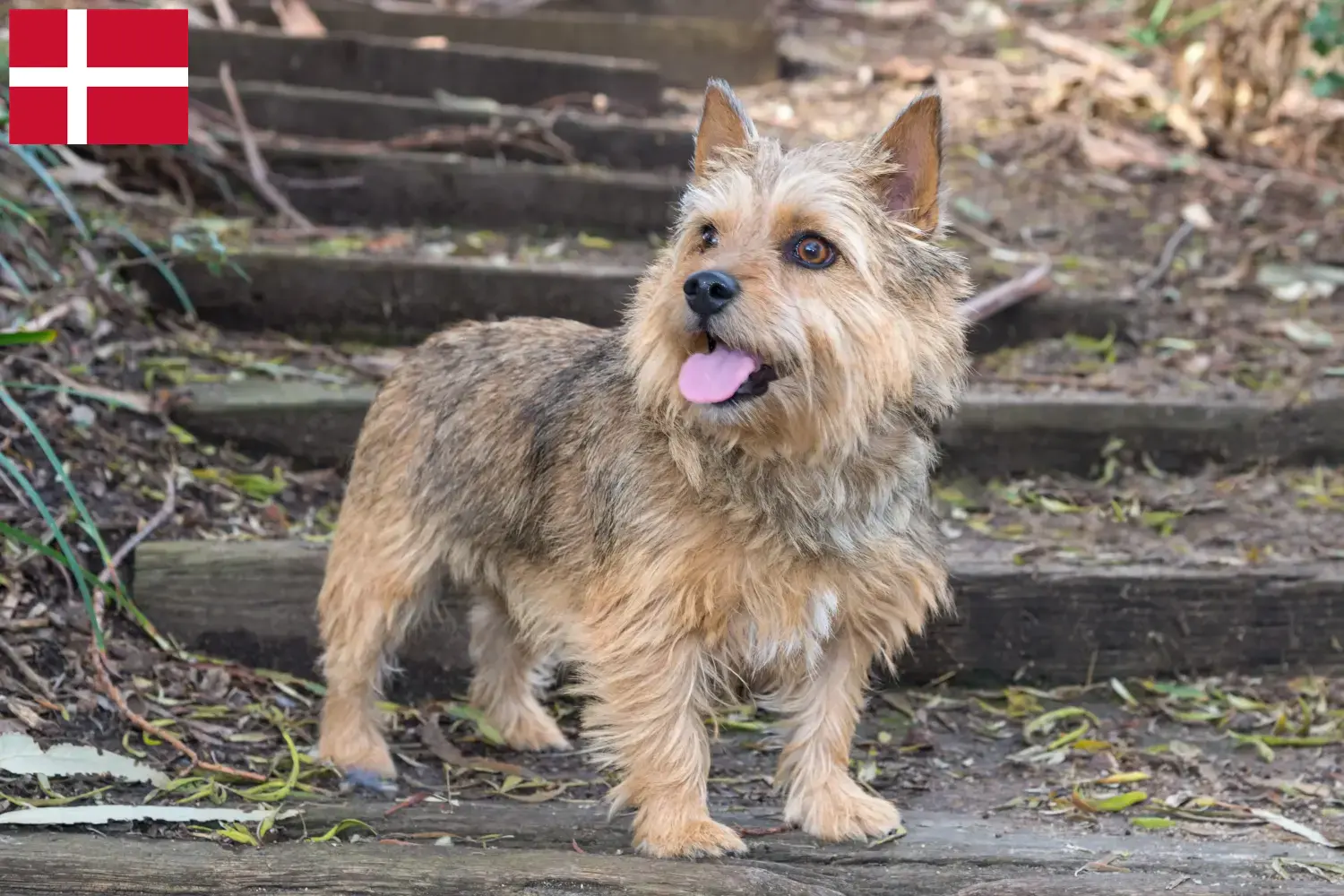 Norwich terrier szczenięta i hodowcy Dania Znajdź tutaj hodowców rasy Norwich terrier w Dania.
