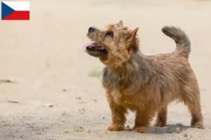Read more about the article Hodowcy i szczenięta Norwich terrier w Czechy