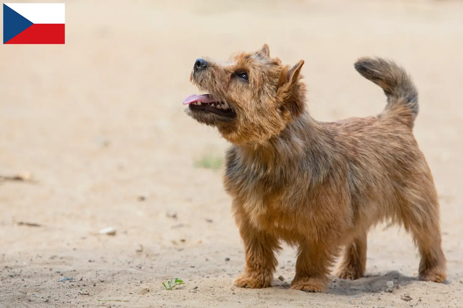 Norwich terrier szczenięta i hodowcy Czechy Znajdź hodowców norwich terierów w Czechy.