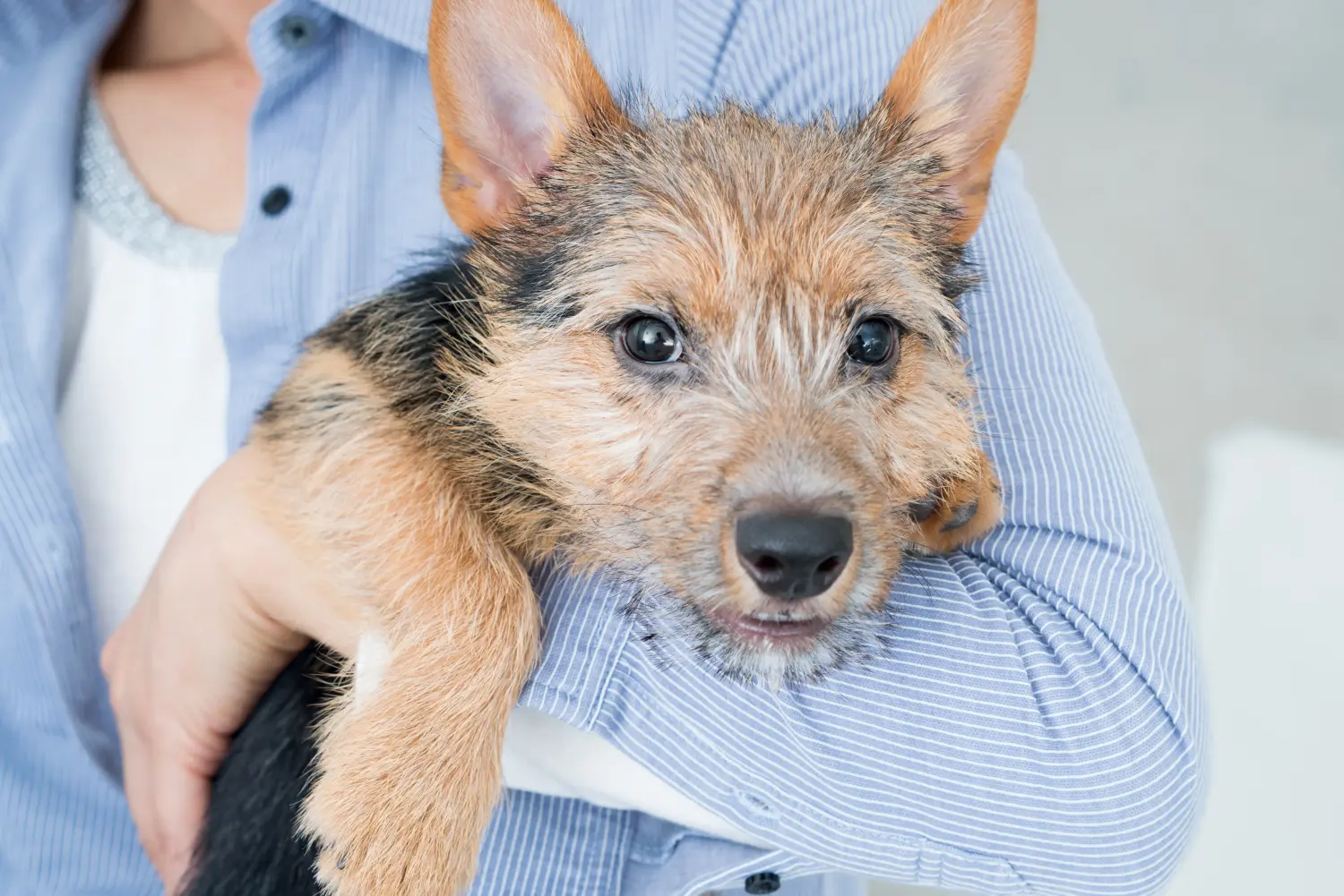 Kupno szczeniaka Norwich Terriera oznacza wzięcie na siebie odpowiedzialności! Kup szczenięta Norwich Terrier.