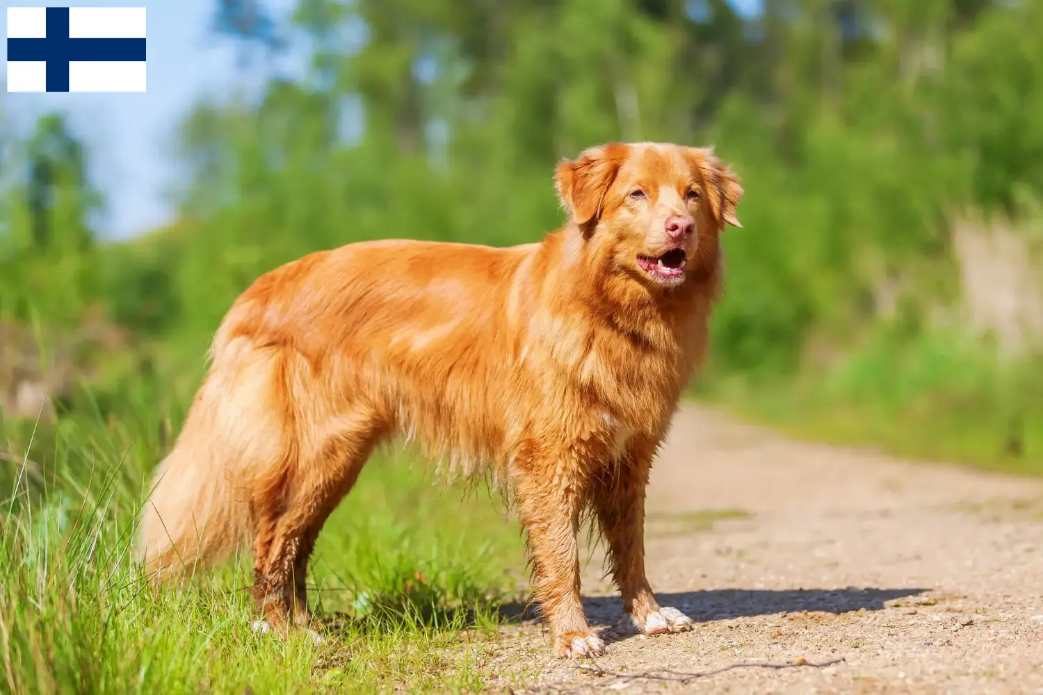 Nowa Szkocja Duck Tolling Retriever szczenięta i hodowcy Finlandia Znajdź hodowców Nova Scotia Duck Tolling Retriever w Finlandia.