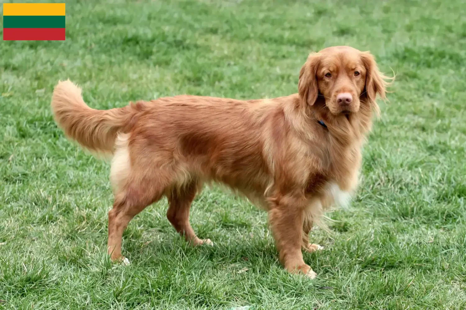 Nowa Szkocja Duck Tolling Retriever szczenięta i hodowcy Litwa Znajdź hodowców Nova Scotia Duck Tolling Retriever w Litwa.