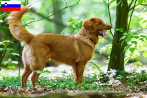 Read more about the article Hodowcy i szczenięta Nova Scotia Duck Tolling Retriever w Słowenia