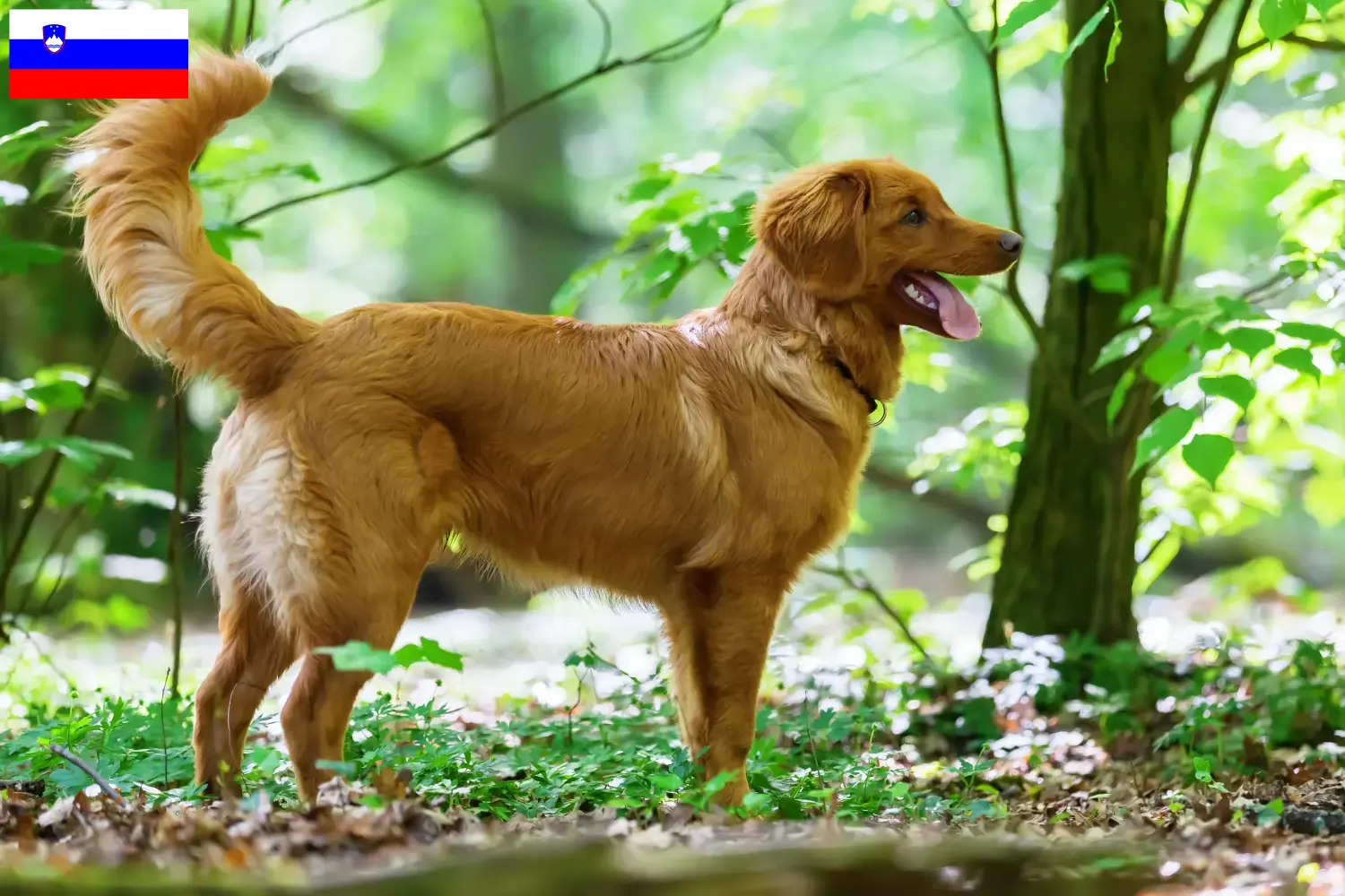 Nowa Szkocja Duck Tolling Retriever szczenięta i hodowcy Słowenia Znajdź hodowców Nova Scotia Duck Tolling Retriever w Słowenia.