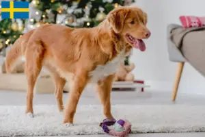 Read more about the article Nowa Szkocja hodowcy rasy Duck Tolling Retriever i szczenięta w Szwecja
