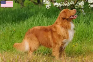 Read more about the article Nowa Szkocja Hodowcy psów rasy Duck Tolling Retriever i szczenięta w USA