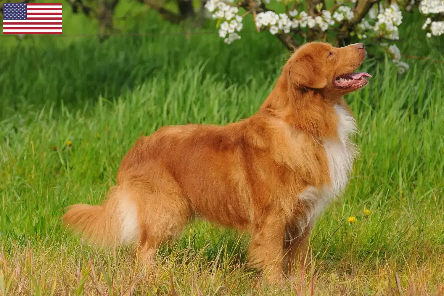 Nowa Szkocja Duck Tolling Retriever szczenięta i hodowcy USA Znajdź hodowców Nova Scotia Duck Tolling Retriever w USA tutaj.