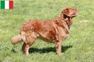Read more about the article Nowa Szkocja hodowcy i szczenięta Duck Tolling Retriever w Włochy