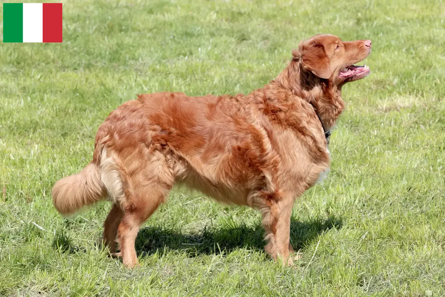 Nowa Szkocja Duck Tolling Retriever szczenięta i hodowcy Włochy Znajdź hodowców Nova Scotia Duck Tolling Retriever w Włochy.