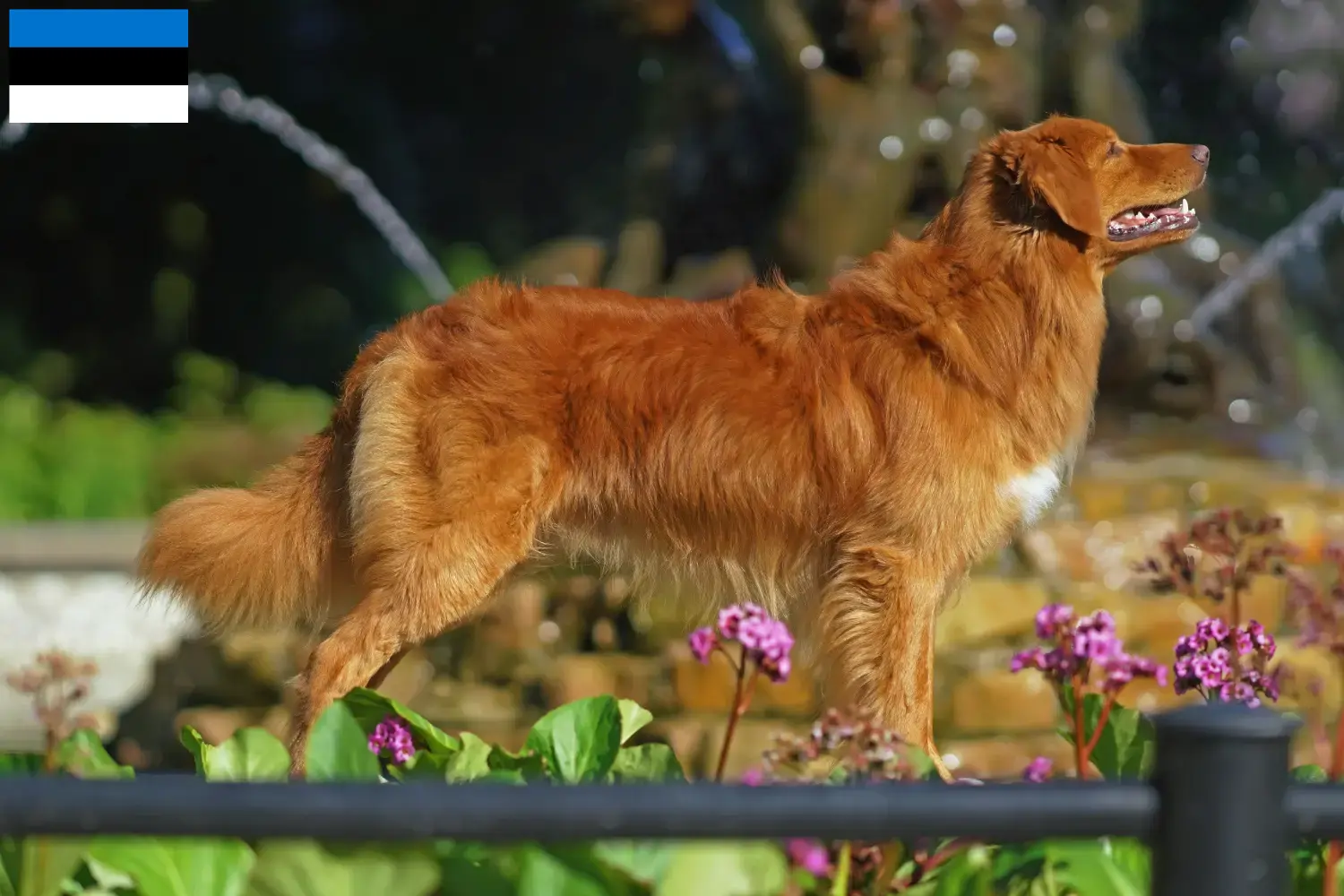 Nowa Szkocja Duck Tolling Retriever szczenięta i hodowcy Estonia Znajdź hodowców Nova Scotia Duck Tolling Retriever w Estonia.