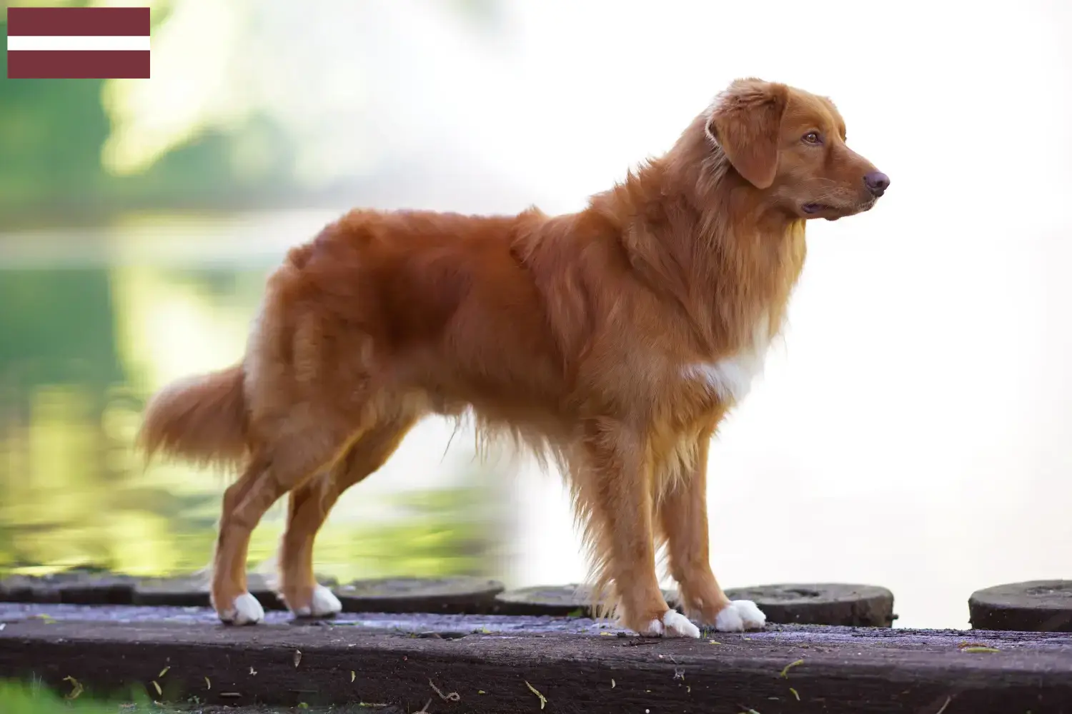 Nowa Szkocja Duck Tolling Retriever szczenięta i hodowcy Łotwa Znajdź hodowców Nova Scotia Duck Tolling Retriever w Łotwa.
