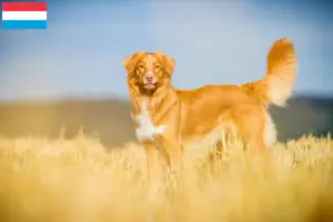 Read more about the article Nowa Szkocja Hodowcy i szczenięta Duck Tolling Retriever w Luksemburg