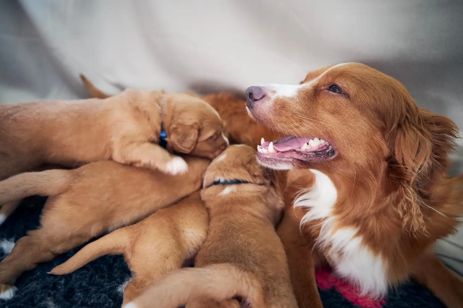 Kupno szczeniaka Nova Scotia Duck Tolling Retriever oznacza wzięcie odpowiedzialności! Kup szczenięta Nova Scotia Duck Tolling Retriever.