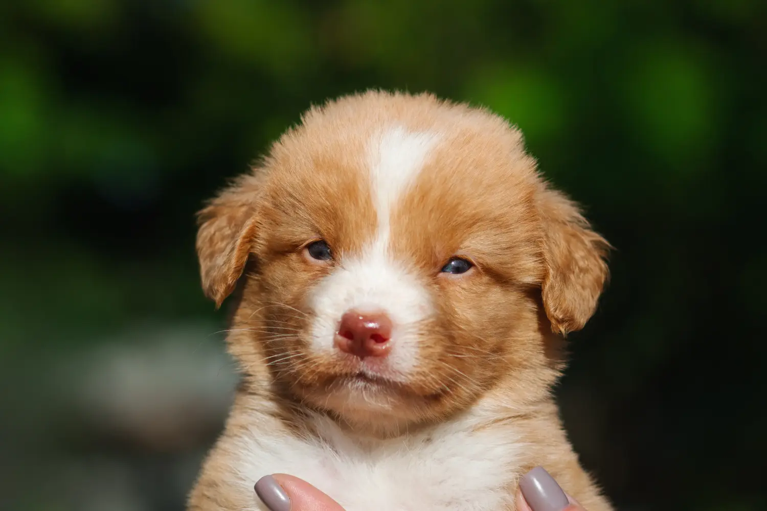 Kupno szczeniaka Nova Scotia Duck Tolling Retriever oznacza wzięcie odpowiedzialności! Kup szczenięta Nova Scotia Duck Tolling Retriever.
