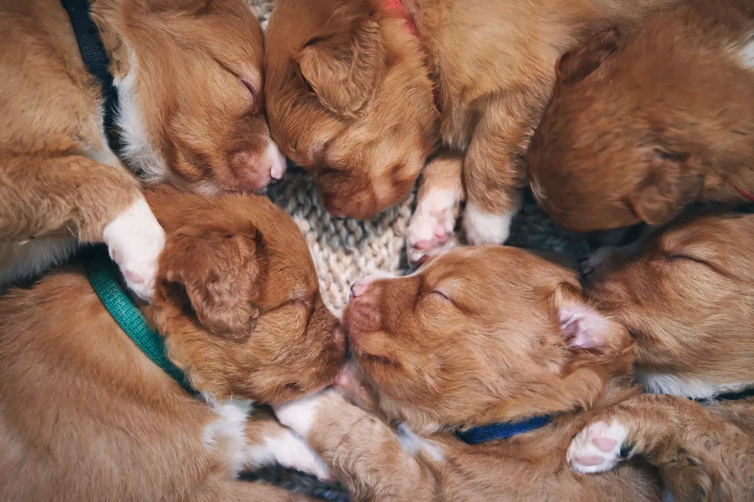 Kupno szczeniaka Nova Scotia Duck Tolling Retriever oznacza wzięcie odpowiedzialności! Kup szczenięta Nova Scotia Duck Tolling Retriever.