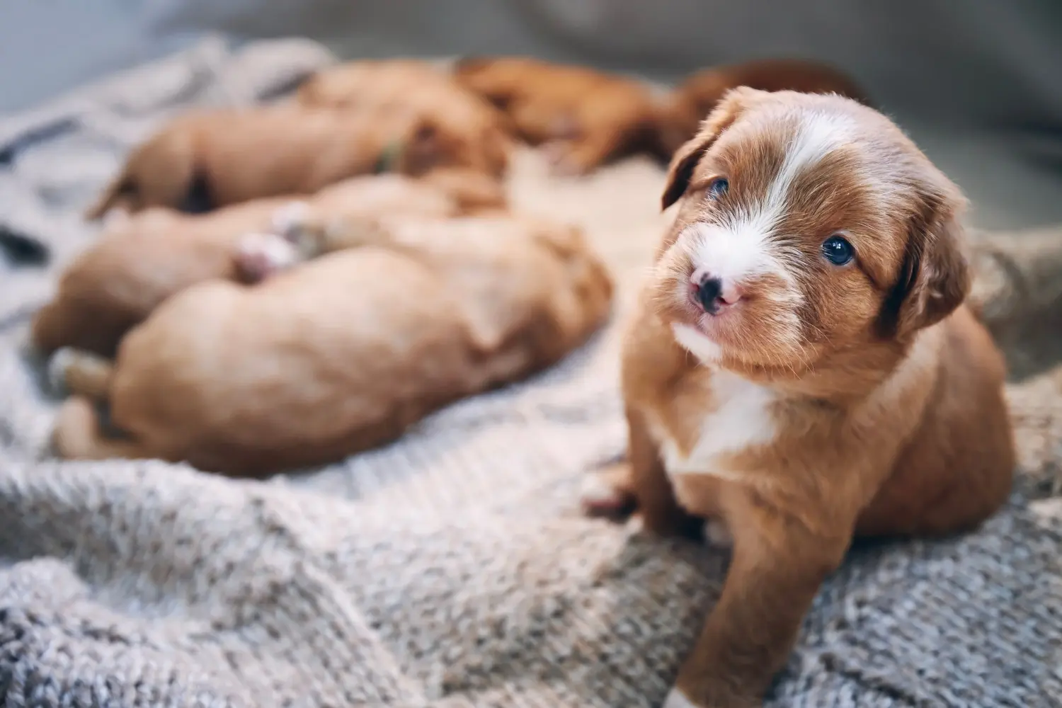 Kupno szczeniaka Nova Scotia Duck Tolling Retriever oznacza wzięcie odpowiedzialności! Kup szczenięta Nova Scotia Duck Tolling Retriever.