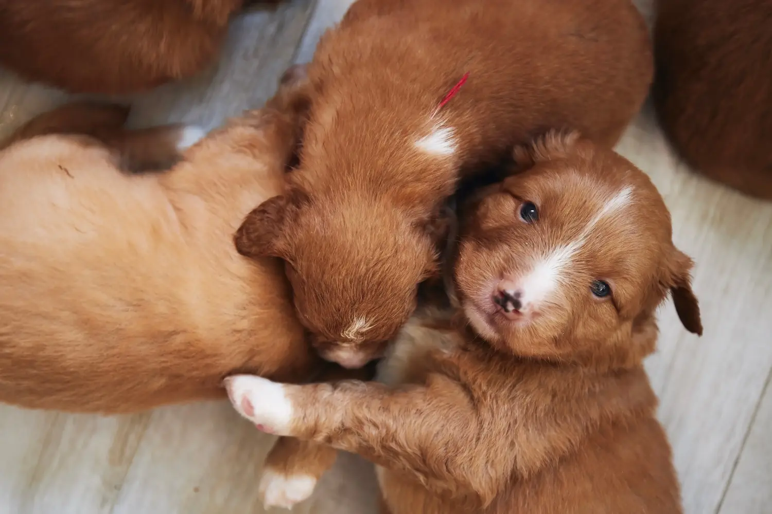 Kupno szczeniaka Nova Scotia Duck Tolling Retriever oznacza wzięcie odpowiedzialności! Kup szczenięta Nova Scotia Duck Tolling Retriever.