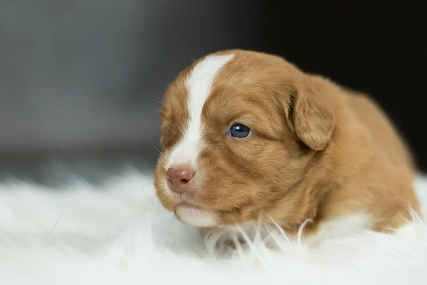 Kupno szczeniaka Nova Scotia Duck Tolling Retriever oznacza wzięcie odpowiedzialności! Kup szczenięta Nova Scotia Duck Tolling Retriever.