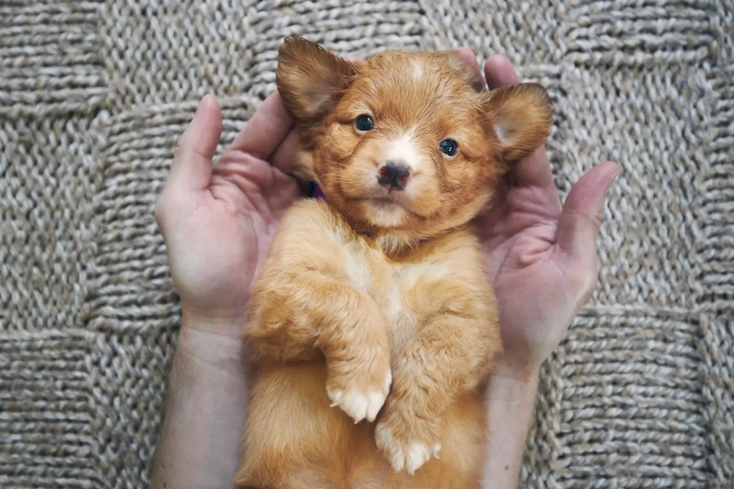 Kupno szczeniaka Nova Scotia Duck Tolling Retriever oznacza wzięcie odpowiedzialności! Kup szczenięta Nova Scotia Duck Tolling Retriever.