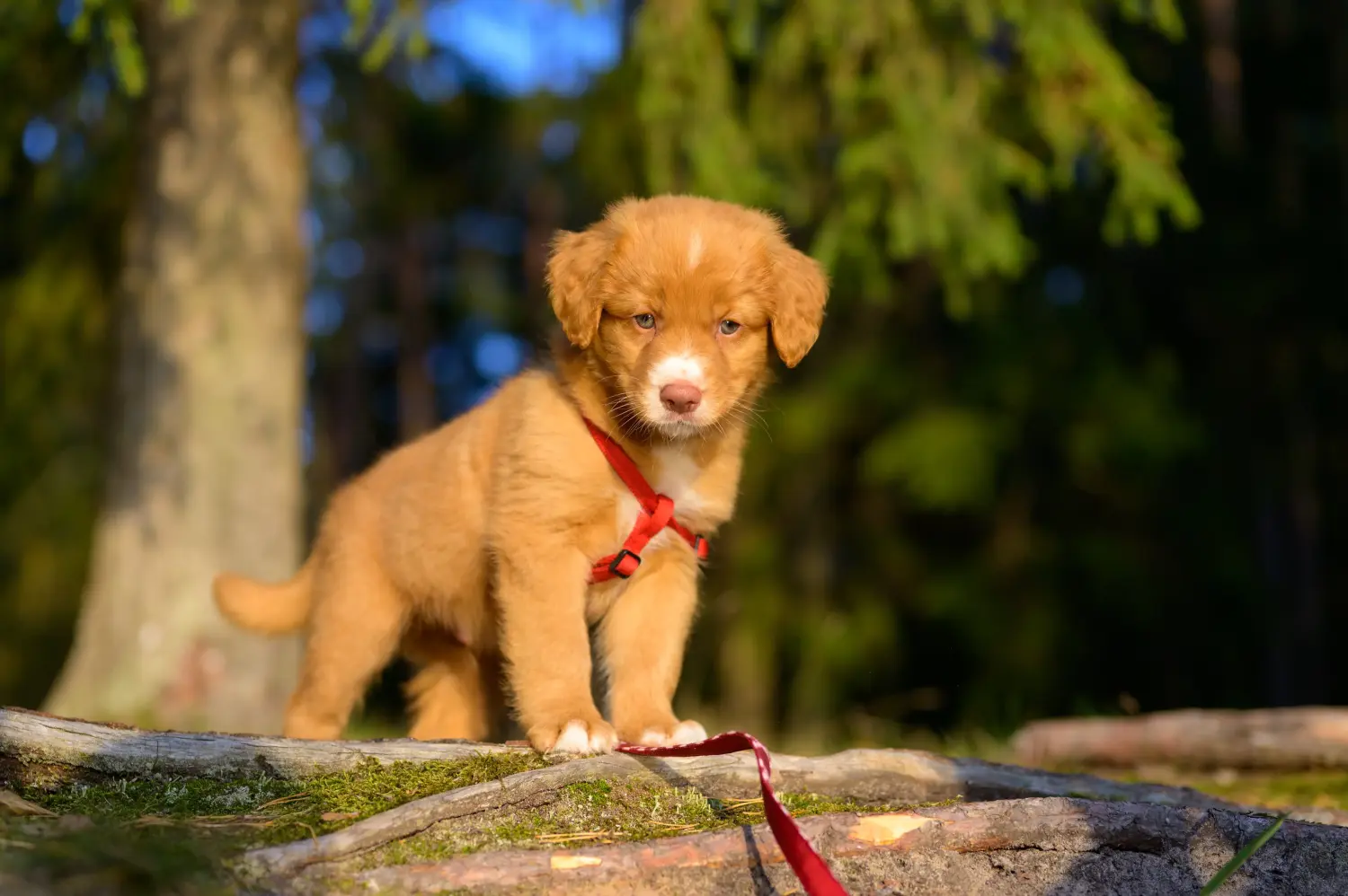 Kupno szczeniaka Nova Scotia Duck Tolling Retriever oznacza wzięcie odpowiedzialności! Kup szczenięta Nova Scotia Duck Tolling Retriever.