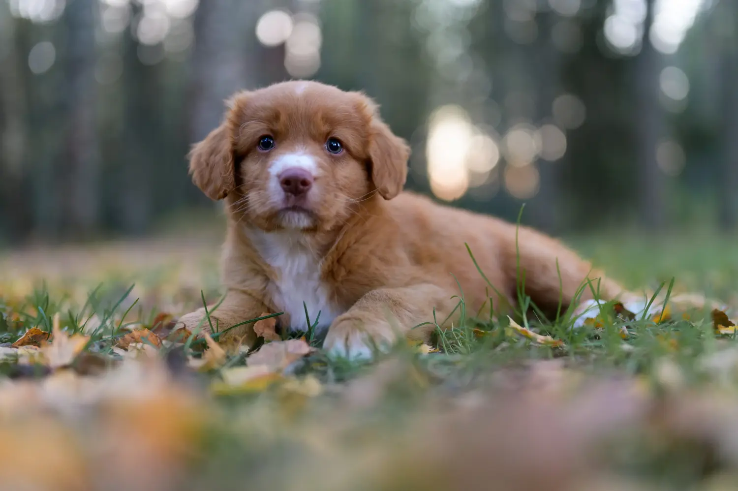 Kupno szczeniaka Nova Scotia Duck Tolling Retriever oznacza wzięcie odpowiedzialności! Kup szczenięta Nova Scotia Duck Tolling Retriever.