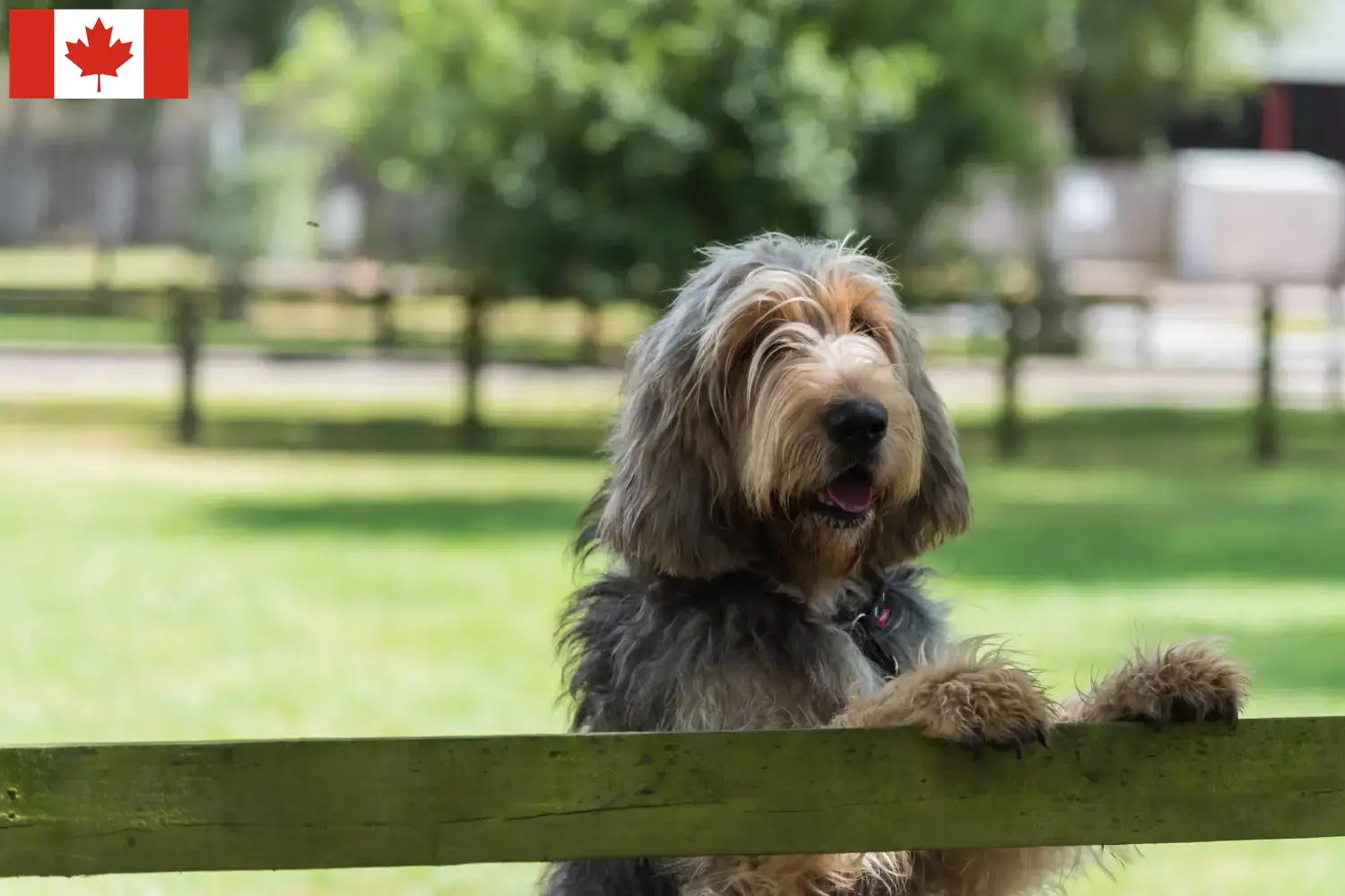 Read more about the article Otterhound – hodowcy i szczenięta w Kanada