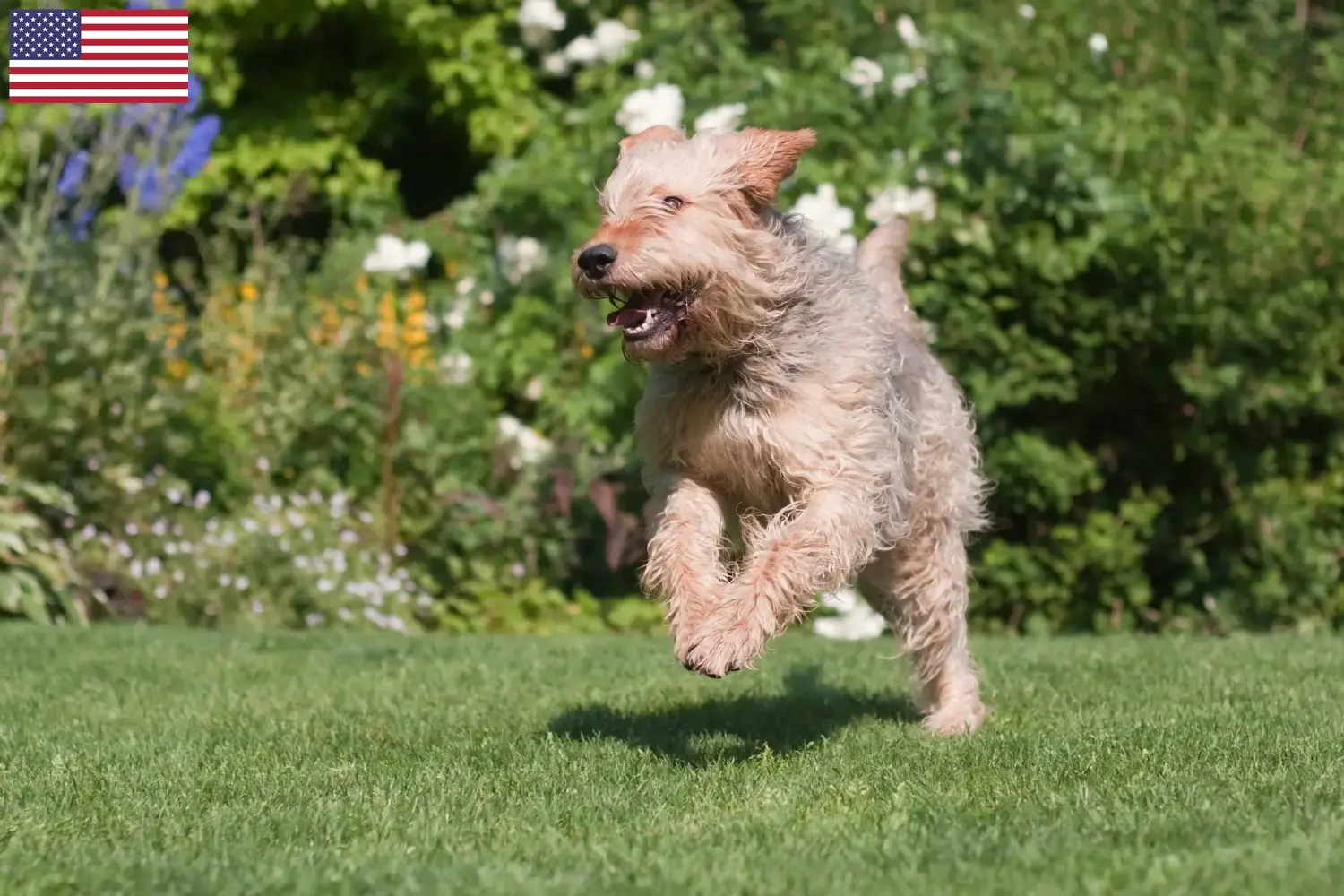 Read more about the article Hodowcy psów rasy Otterhound i szczenięta w USA