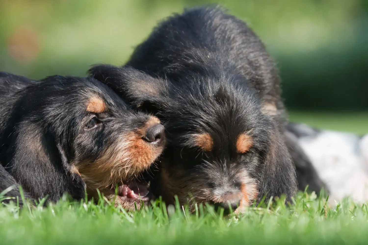 Kupno szczeniaka rasy Otterhund oznacza wzięcie na siebie odpowiedzialności! Kup szczenięta rasy Otterhund.