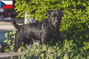 Read more about the article Hodowcy i szczenięta Patterdale terrier w Czechy