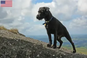Read more about the article Hodowcy i szczenięta Patterdale terrier w USA