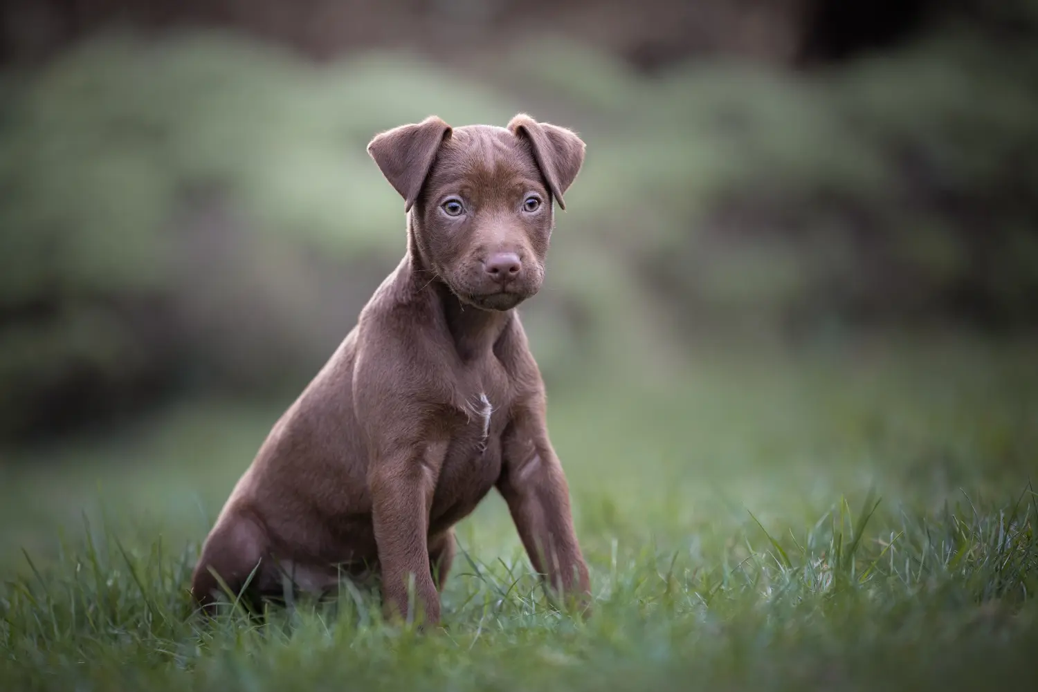 Kupno szczeniaka teriera Patterdale oznacza wzięcie na siebie odpowiedzialności! Kup szczenięta teriera Patterdale.