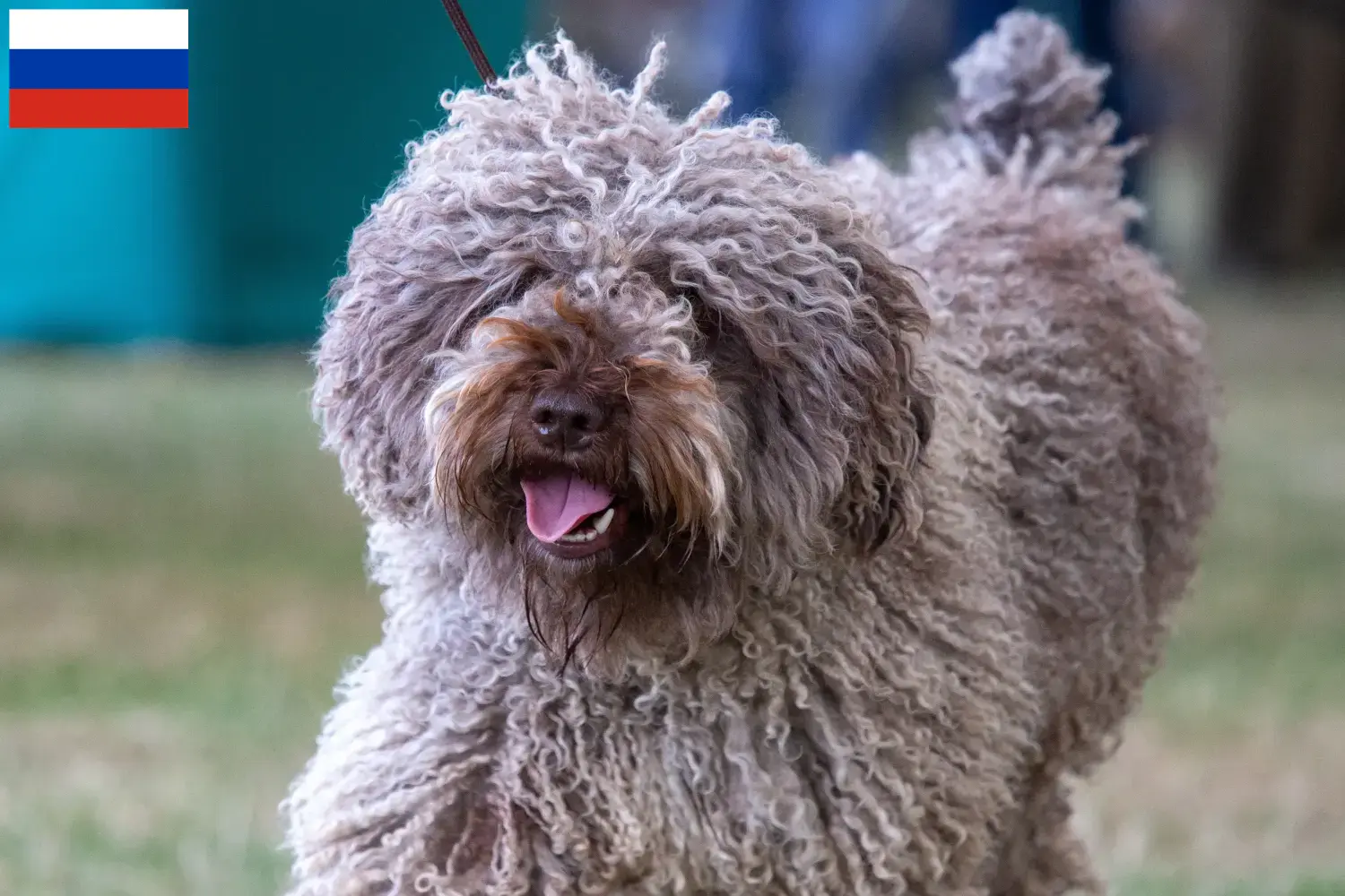 Perro de Agua Español szczenięta i hodowcy Rosja Tutaj można znaleźć hodowców Perro de Agua Españols w Rosja.
