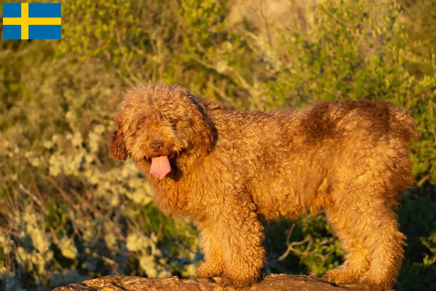 Perro de Agua Español szczenięta i hodowcy Szwecja Tutaj można znaleźć hodowców Perro de Agua Españols w Szwecja.