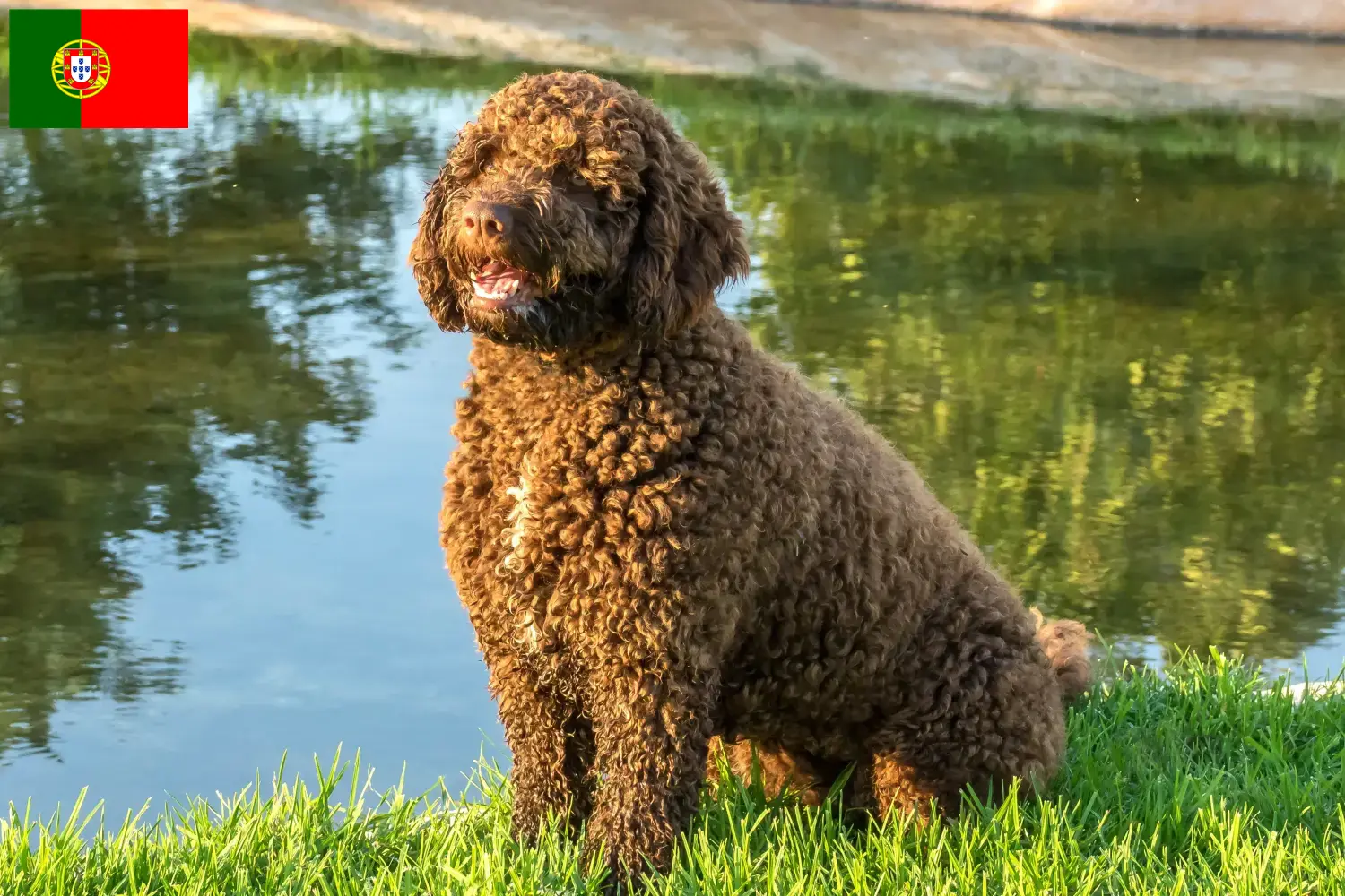 Perro de Agua Español szczenięta i hodowcy Portugalia Tutaj można znaleźć hodowców Perro de Agua Españols w Portugalia.