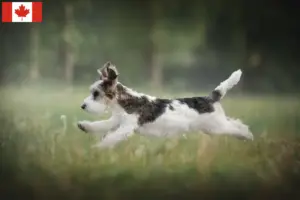Read more about the article Petit Basset Griffon Vendéen hodowcy i szczenięta w Kanada