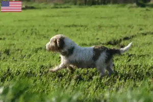 Read more about the article Petit Basset Griffon Vendéen hodowcy i szczenięta w USA