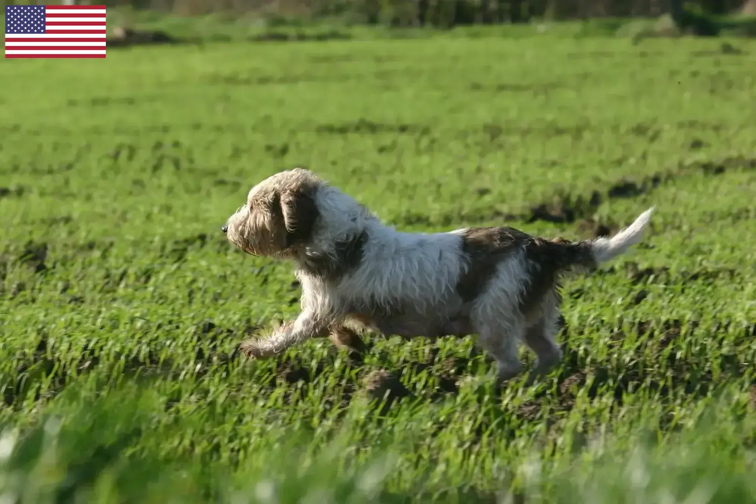 Petit Basset Griffon Vendéen szczenięta i hodowcy USA Znajdź hodowców Petit Basset Griffon Vendéens w USA tutaj.