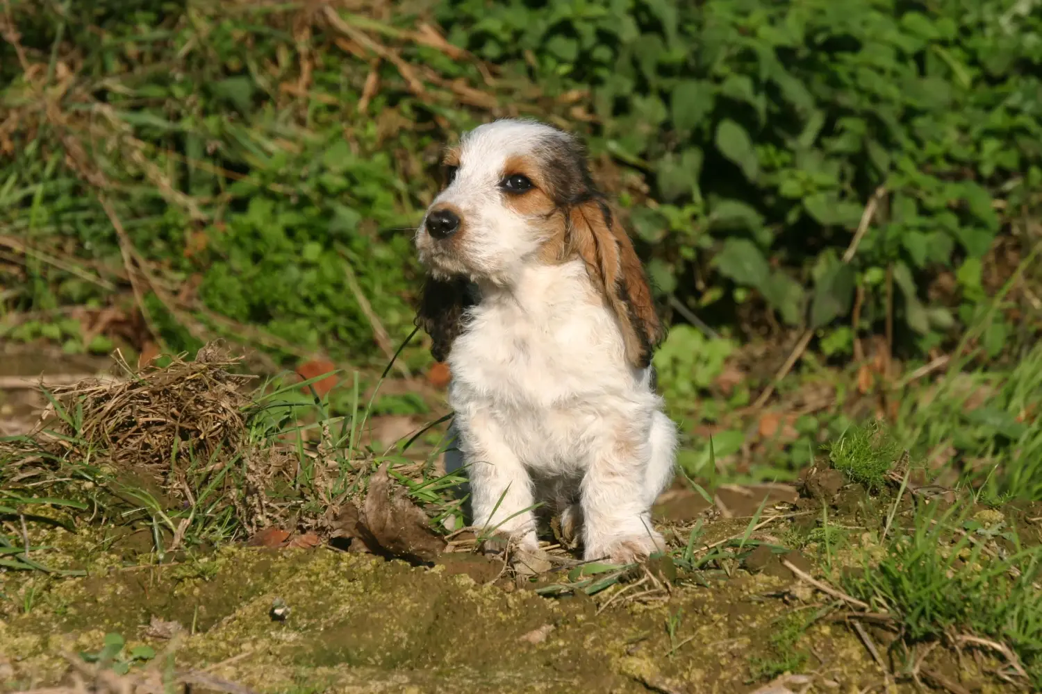 Zakup szczeniaka rasy Petit Basset Griffon Vendéen oznacza wzięcie na siebie odpowiedzialności! Petit Basset Griffon Vendéen szczenięta na sprzedaż.
