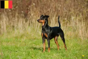 Read more about the article Pinczer niemiecki hodowca i szczenięta w Belgia