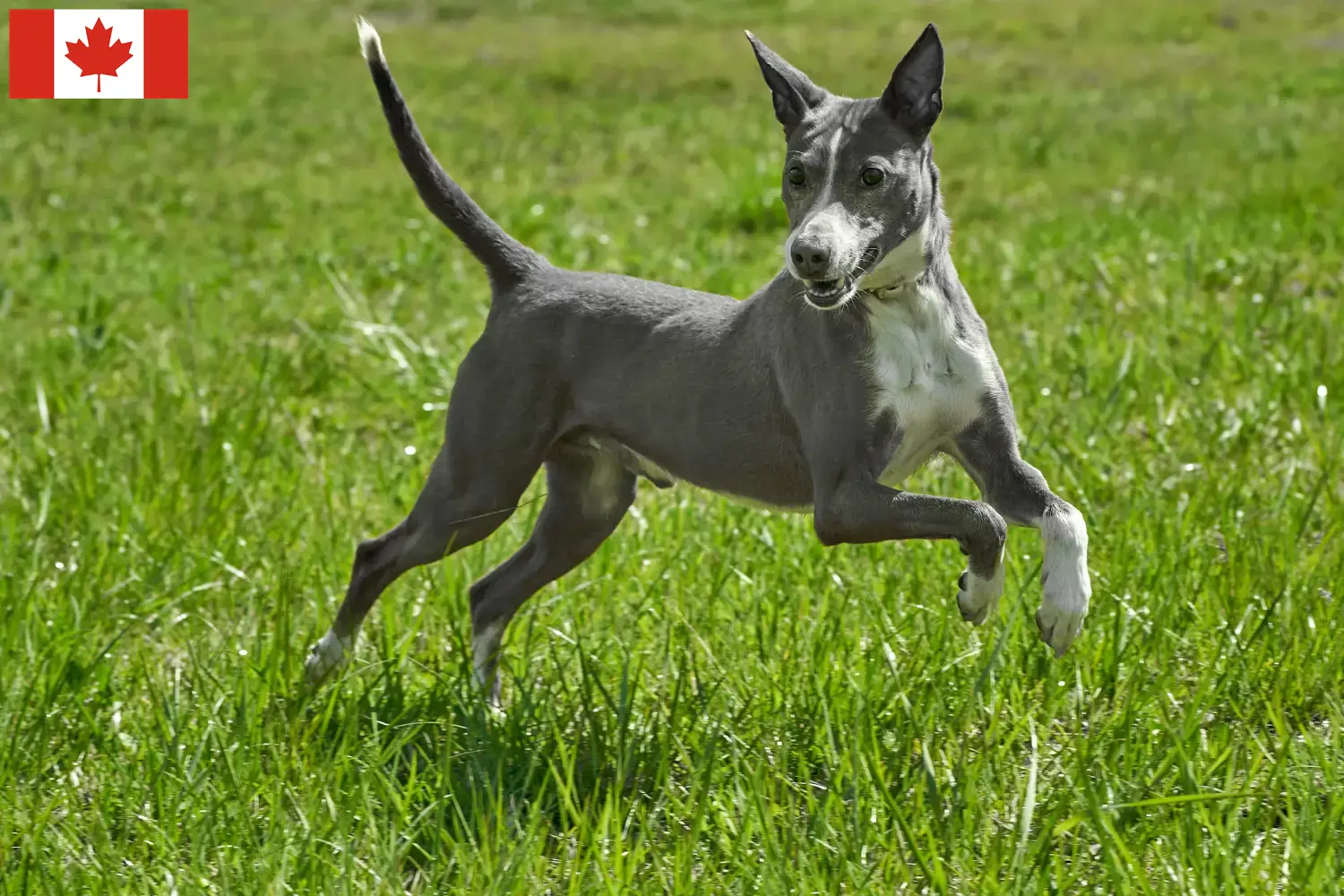 Read more about the article Podenco hodowcy i szczenięta w Kanada