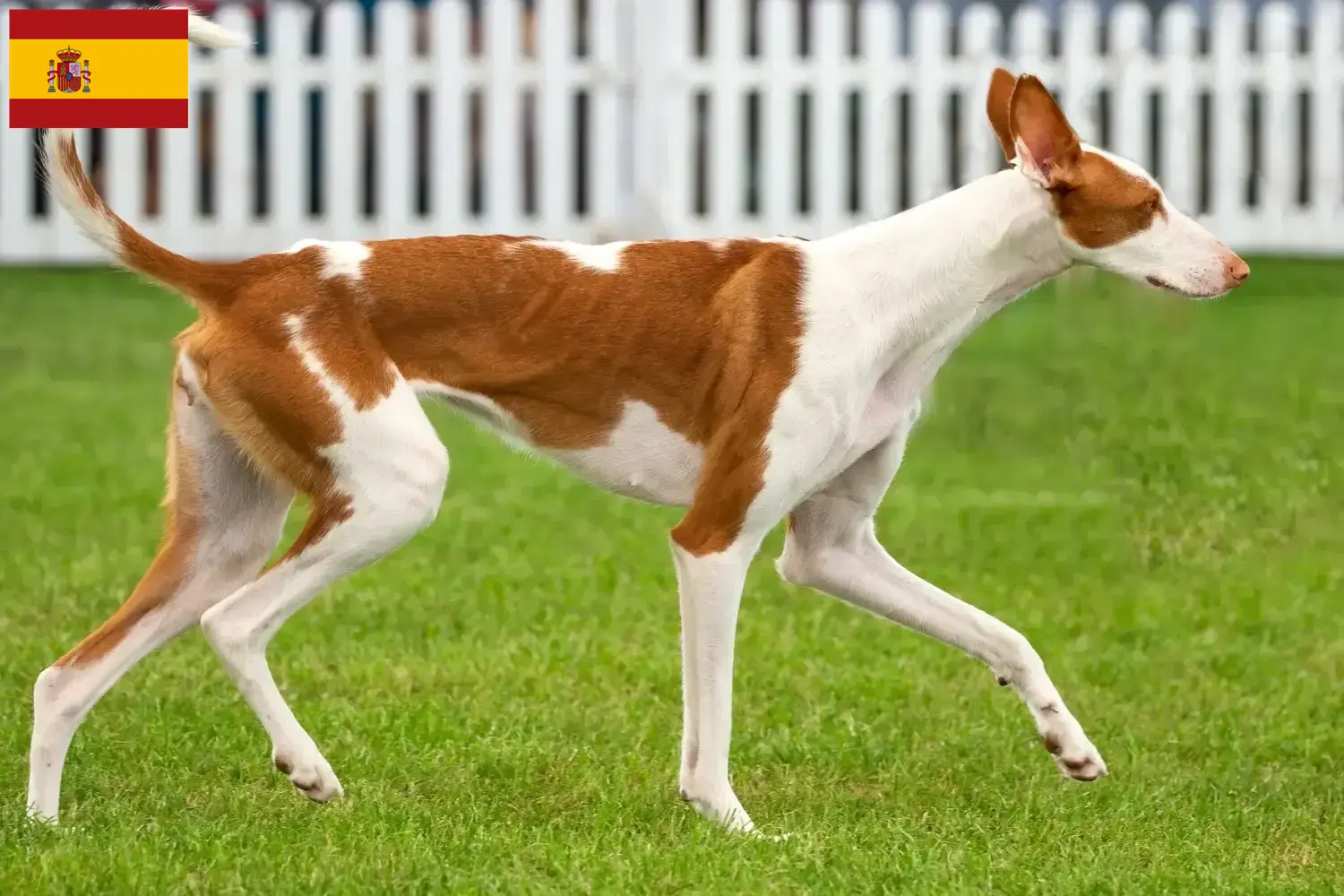 Read more about the article Podenco hodowcy i szczenięta w Hiszpania