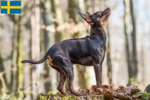 Read more about the article Prager Rattler hodowcy i szczenięta w Szwecja