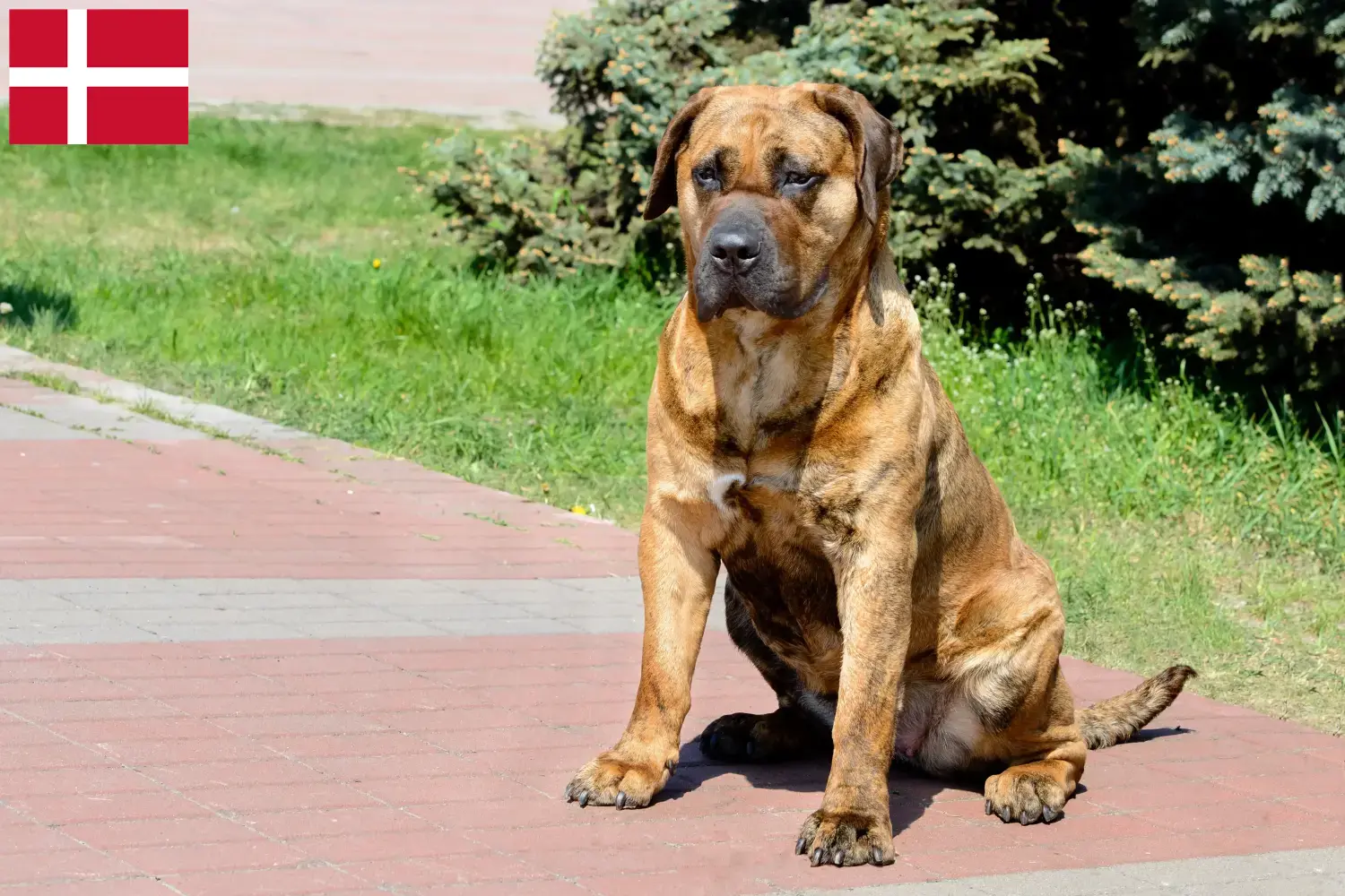 Read more about the article Presa Canario hodowcy i szczenięta w Dania