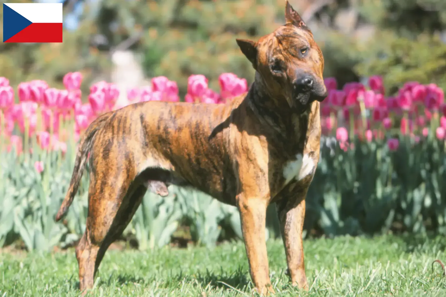 Read more about the article Hodowcy i szczenięta Presa canario w Czechy