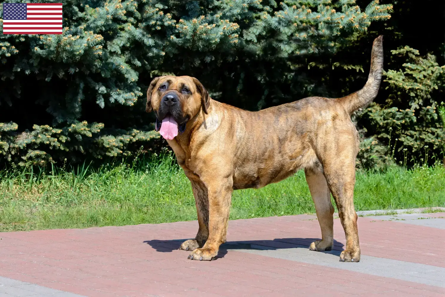 Read more about the article Hodowcy i szczenięta Presa canario w USA