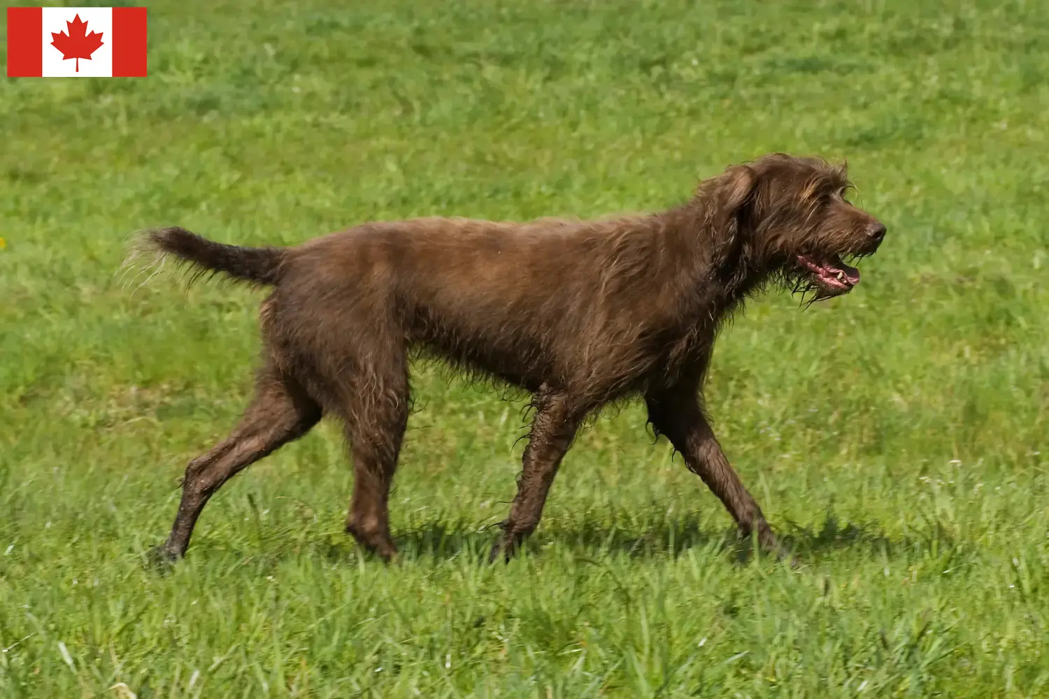 Read more about the article Pudelpointer hodowcy i szczenięta w Kanada